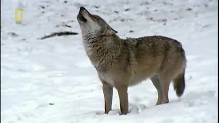 Дивата Русия - Сибир National Geographic