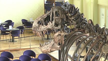 Цял скелет на тиранозавър Рекс отива на търг за 9 млн. долара