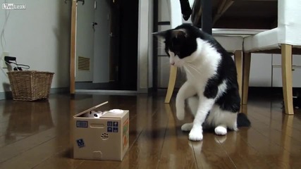 Котката и мистичната кутия