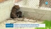 Варненският зоопарк се сдоби с две нови леопардчета