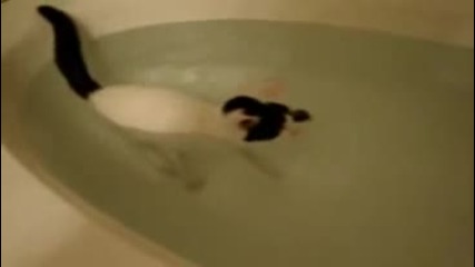 Котка, която не се страхува от водата и се къпе с удоволствие във ваната