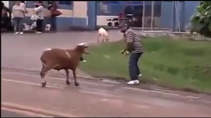 Луда овца атакува всичко по пътя си