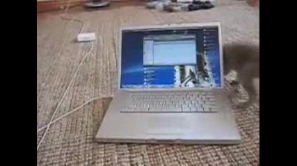 Коте си играе с лаптоп 