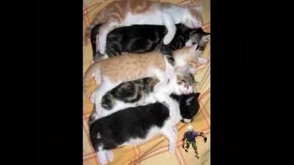 Смешни Котки
