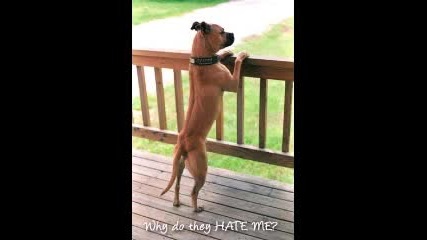 Save Pitbull