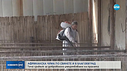 Тече срокът за доброволно умъртвяване на прасета в Благоевградско