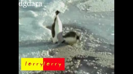 Шегата на Пингвините