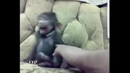 И маймунките имат гъдел 