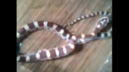 Fluffy the Snake