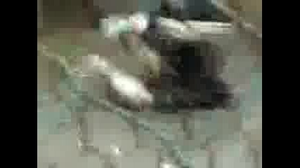 `` Fazani ``