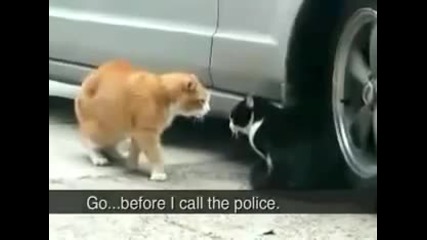This Cat Betrayed His girlfriend crazy funny video 