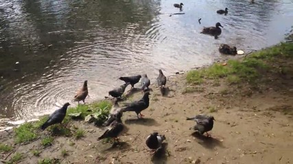 хранене на гълъби