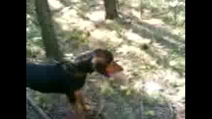 kuche