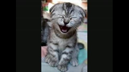 lachende katzen - laughing cats 
