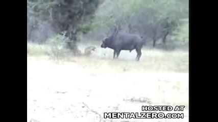 Бивол срещу лъвица...