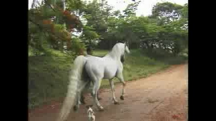 Horses Arabian# 2