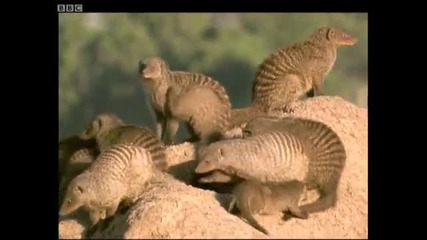 Banded mongooses grooming and looking out for danger - Bands on the Run - Bbc 