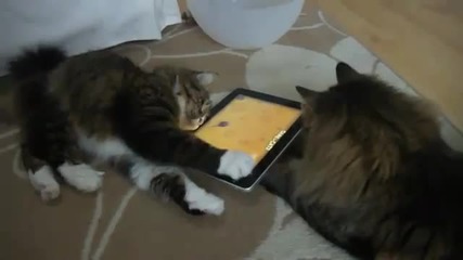 Котки играят с Ipad
