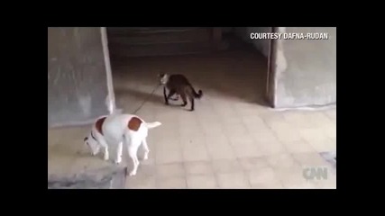 Коте води куче за каишка