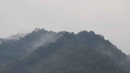 Temple Tree