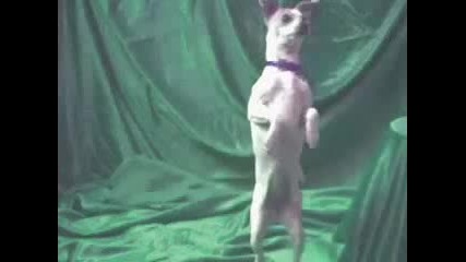 Танцуващо Куче