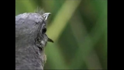 Amazing Lyrebird footage. Mimics chainsaw, camera, music, Dj