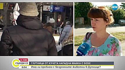 След нападението на майка с бебе: Има ли проблем с бездомните кучета в Дупница?