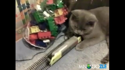 Коте непукист 