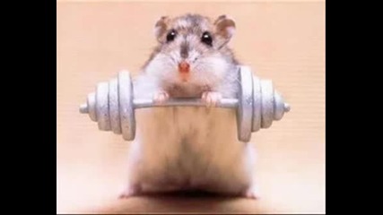 Funny Animals