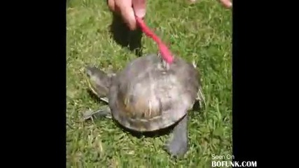 Танцуваща Костенурка 