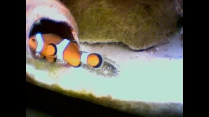 Clownfish Spawn