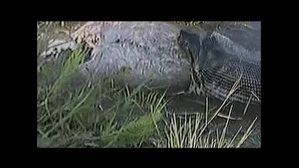 Странни Животни - Анаконда