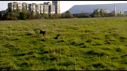 питбул си играе с други ку4ета..