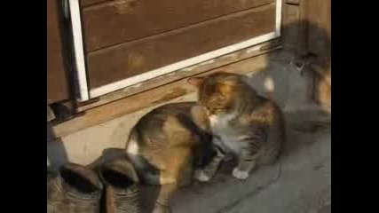 Котка И Куче - Една Красива Любовна История