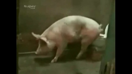 Културно прасе ходи до кенефа Много Смях !!!