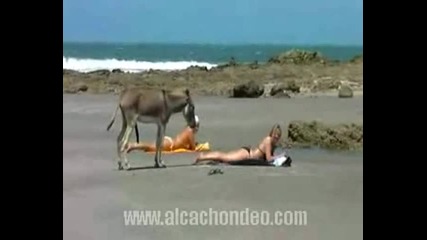 Разгонено магаре на плажа 