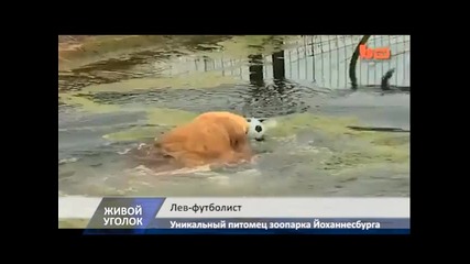 Лъв-футболист от зоопарк в Йоханесбург