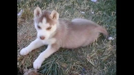 Husky