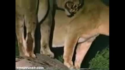 Хищници
