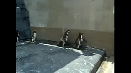 Пингвини ловят слънчеви зайчета 