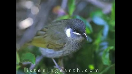 Australian Rainforests - Nature sounds of nature