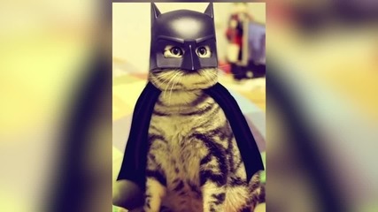 Батман герои като котки # Batman Characters as Cats - Batcats!