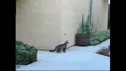 Cat climb