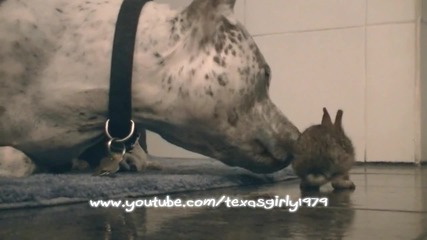 Куче и зайче - приятели !
