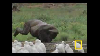 Gorilla Vs. Gorilla