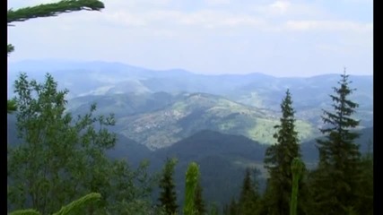 Горице ситна зелена