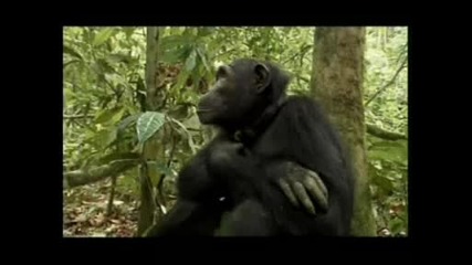 Шимпанзетата Са Съкровище