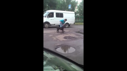 В Русия немарлива стопанка оставя питбулът и да нахапе улично куче!