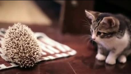 Коте и таралеж