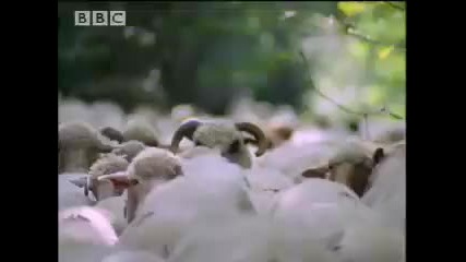 Bbc Bear Attack - Living with Predators 